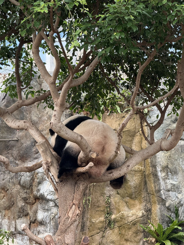 香港海洋公園🥰必睇新出世熊貓🐼回憶必坐纜車🚡