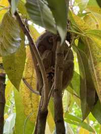 Bohol Bliss: Island Adventures Await
