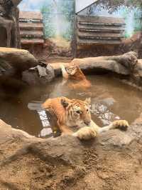 ไปหาน้องเอวา🐯ที่เชียงใหม่