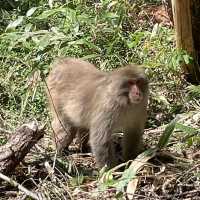 Spring Whispers with Monkeys and Hidden Bears – Kamikōchi