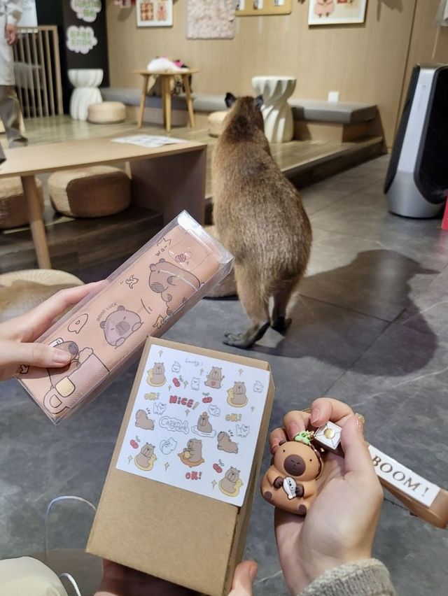🐾도심 속 밀착 힐링! 칭따오 중산공원 실내 카피바라 카페 체험✨