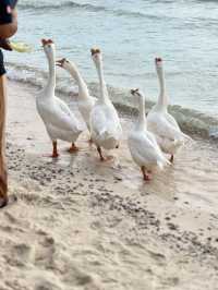 หาดเทียนเกาะล้านที่ไม่ควรพลาด น้องห่านน่ารัก