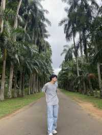 🌴斯里蘭卡最出片棕櫚大道｜本地人還搶著跟同行小姐姐拍照！