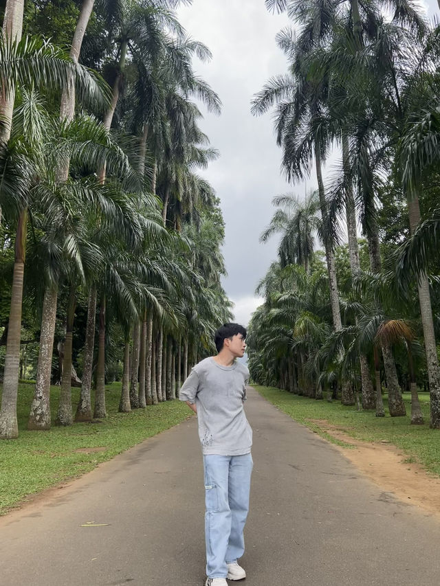 🌴斯里蘭卡最出片棕櫚大道｜本地人還搶著跟同行小姐姐拍照！