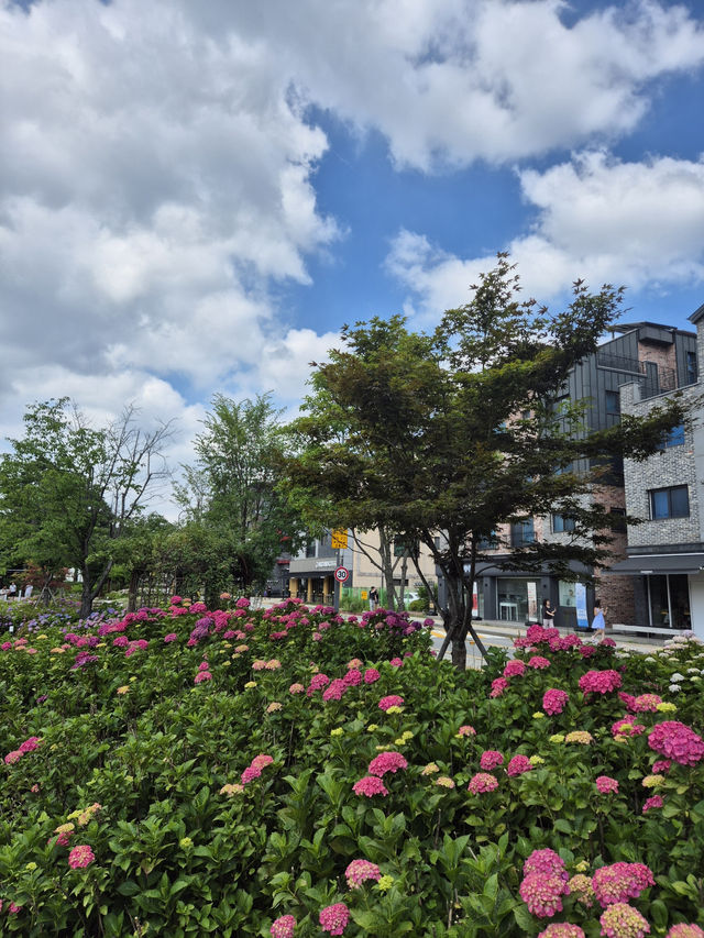 👒 수국이 흐드러진 길을 따라 걷는 여름의 오후