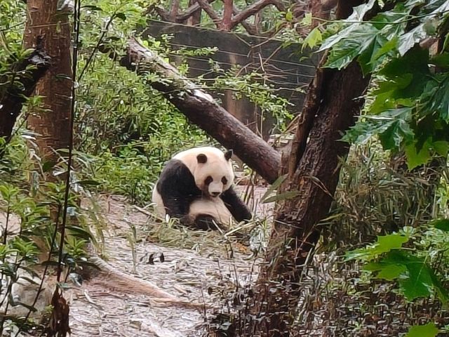 🎋【成都｜大熊貓基地】🐼 熊貓控的天堂 × 私人導覽超值推薦 × 捐款還送限量熊貓娃娃！