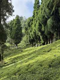 【インド・ダージリン Happy Valley Tea Garden】本場ダージリンティーを五感で味わう場所