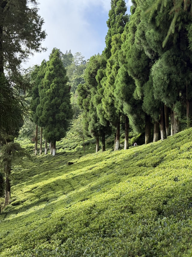 【インド・ダージリン Happy Valley Tea Garden】本場ダージリンティーを五感で味わう場所