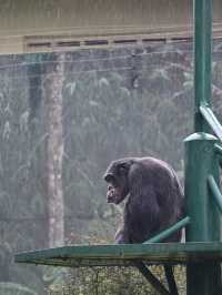 Did You Know?Your Birthday=FREE Entry To Zoo Negara!