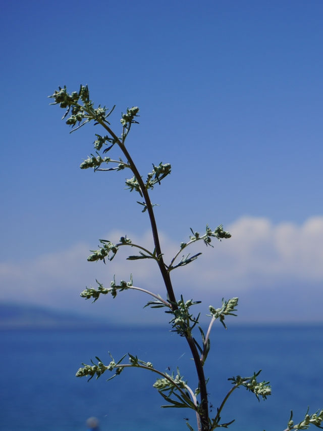 藍色的祝福｜賽里木湖午後的浪漫與寧靜