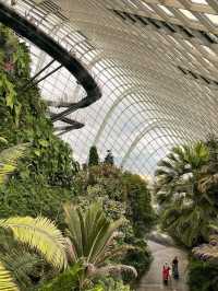 Misty Jungle in a Glass Dome