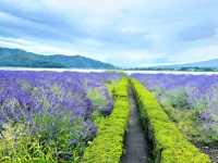 Flower Views and Fuji Skies – Oishi Park, Kawaguchiko