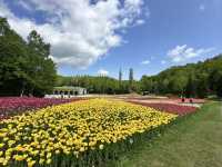 北海道賞花季節💐滿開的鬱金香花田🌷