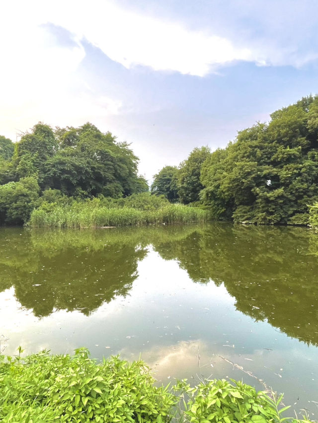 【群馬】紫陽花とホタルが鑑賞できる公園