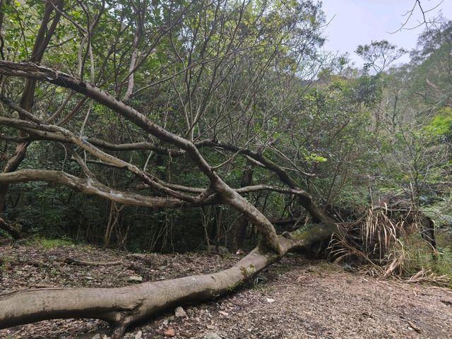 碩果僅存的香港鐵礦洞口