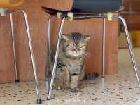 🐾 URGE Café Chiang Rai 😻