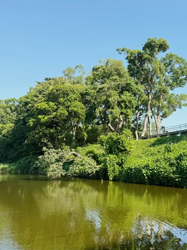 你知道福岡的舞鶴公園嗎？一定要去看看！