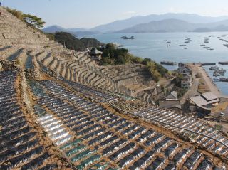 [Yusamizugaura Terraced Fields | Uwajima City, Ehime Prefecture "With the sea at our backs, we took on the slopes. 'Stone art' created together by humans and nature"]