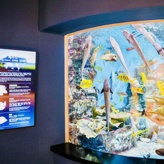 Seamlessly Integrated with Jeju's Eastern Coast Attractions