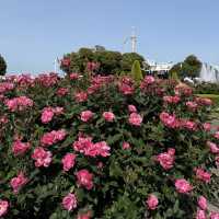 【神奈川/横浜🇯🇵】デートスポットにピッタリ💓山下公園