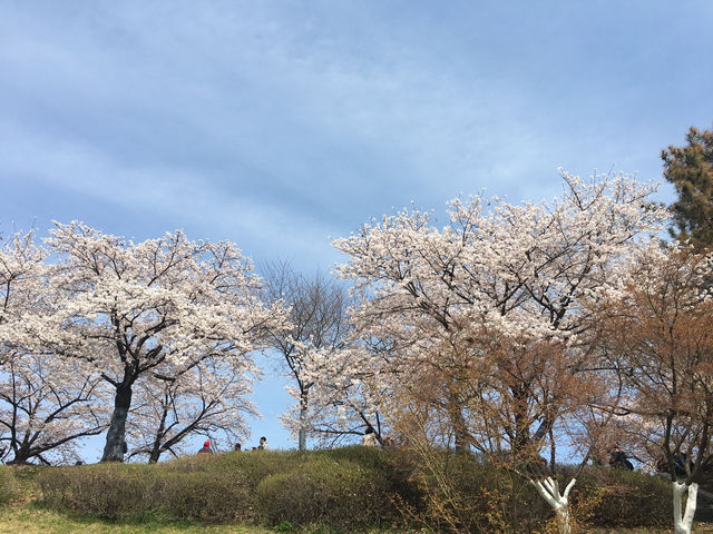 흩날리는 벚꽃잎을 보며