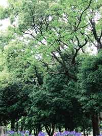🌿呼吸が整う公園と、おしゃれカフェで始める朝 — 代々木公園と外苑前で過ごす穏やかな時間