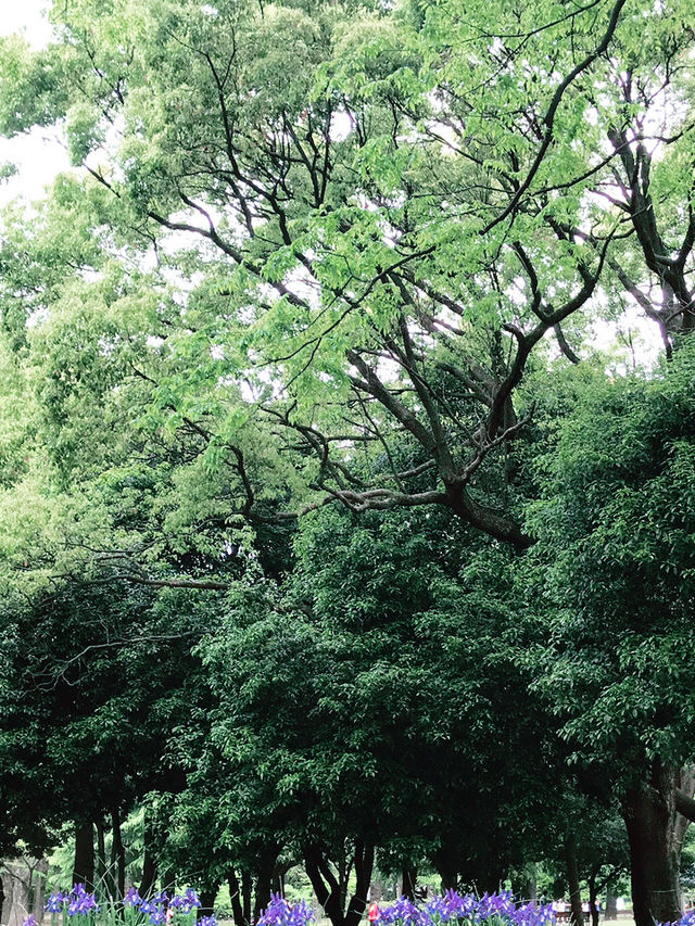 🌿呼吸が整う公園と、おしゃれカフェで始める朝 — 代々木公園と外苑前で過ごす穏やかな時間 🌿呼吸が整う公園と、おしゃれカフェで始める朝 — 代々木公園と外苑前で過ごす穏やかな時間