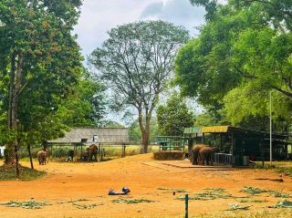 🐘 Up Close with Elephants at Udawalawe National Park 