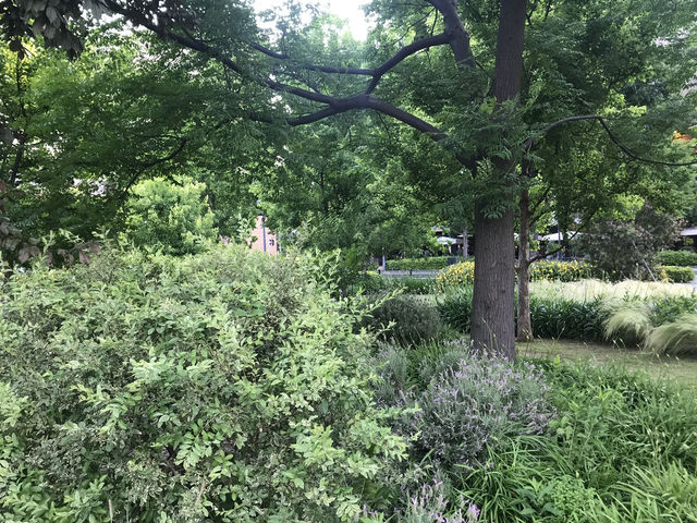 🌸 横浜新港中央広場の紫陽花から、ワールドポーターズ散策、エアキャビンで桜木町へ戻る旅