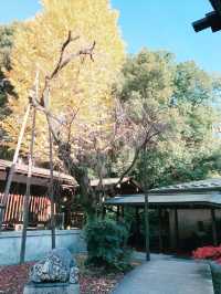 🍁【秋の乃木坂さんぽ 〜紅葉と公園から赤坂・六本木へ〜】