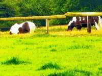 Reddish Vale Country Park – Nature on the Edge of the City