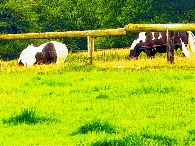Reddish Vale Country Park – Nature on the Edge of the City Reddish Vale Country Park – Nature on the Edge of the City