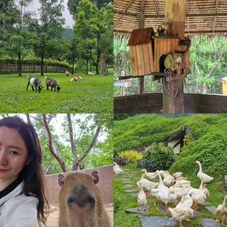 順道去看水豚寶寶 alpaca hill