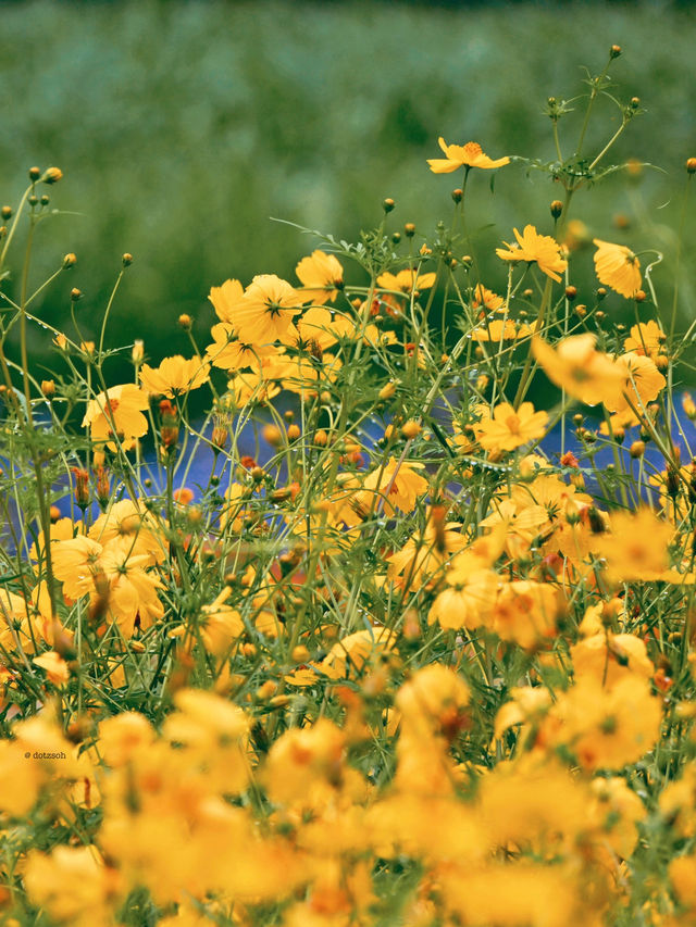 Hokkaido Summer at Farm Tomita 🌻🌺🌿 Japan 