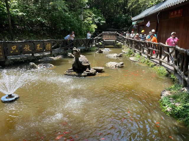 Pillars of Wonder: My Sky-High Escape to Yuanjiajie