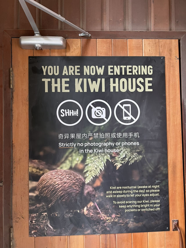 ไปดูนกกีวี่ ไอคอนของนิวซีแลนด์ตัวจริงที่ Kiwi Park