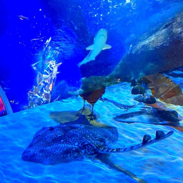 SEA LIFE Helsinki SEA LIFE Helsinki