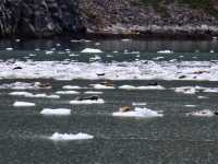 ❄️ Glacier Bay National Park – Alaska’s Living Ice Kingdom