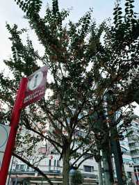 Asakusa: Must-Visit Destination with SkyTree Views and Vibrant Streets