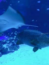 Aquaria Phuket🌊🐟🐠