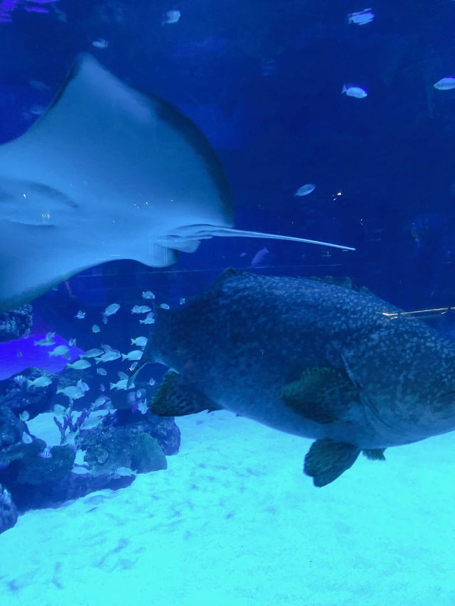 Aquaria Phuket🌊🐟🐠 Aquaria Phuket🌊🐟🐠