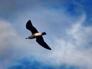 Fremantle Fishing Boat Harbour: Seaside Serenity
