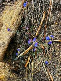 🌄 Ventana Canyon – Tucson’s Desert Gateway to the Sky