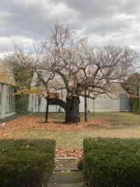 十和田：千萬不可錯過安藤忠雄」設計的市民圖書館