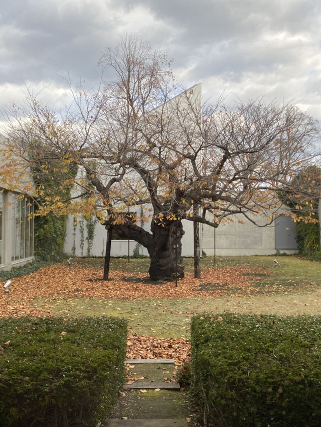 十和田：千萬不可錯過安藤忠雄」設計的市民圖書館