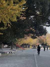 Tokyo’s Ueno Park: Autumn Feels & Family Vibes 🍁✨