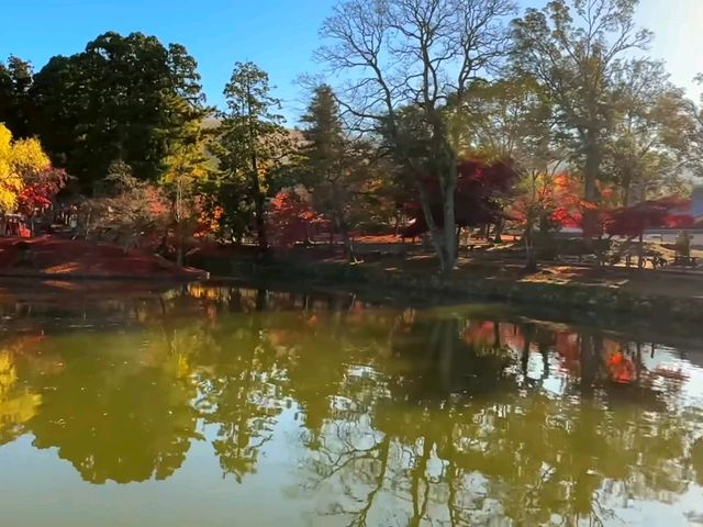 奈良東大寺秋日紅葉美景🍁 奈良東大寺秋日紅葉美景🍁