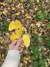 不用飛韓國及日本,在中國廣東也可看到超美的銀杏🤩🤩