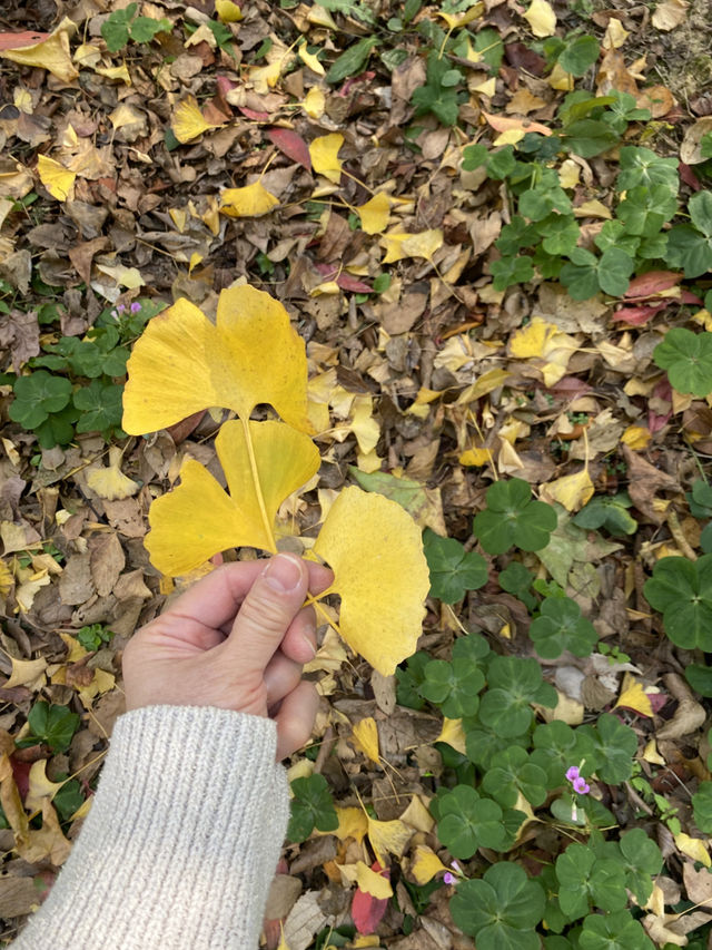不用飛韓國及日本,在中國廣東也可看到超美的銀杏🤩🤩 不用飛韓國及日本,在中國廣東也可看到超美的銀杏🤩🤩