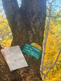 Under the Ginkgos of Di Tan